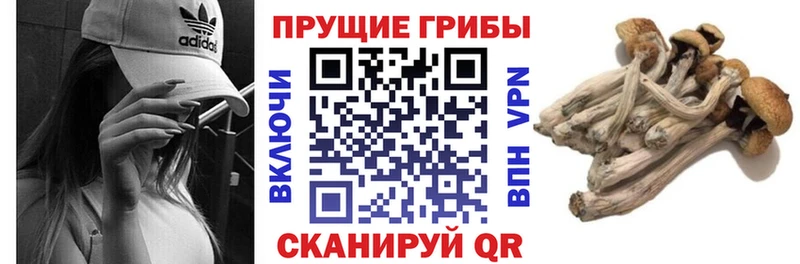 наркота  Болотное  Псилоцибиновые грибы MAGIC MUSHROOMS 